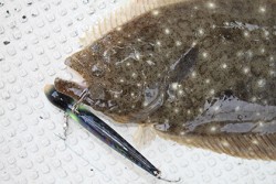 松本釣船２ 釣果