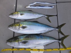 Hit Rush(ヒット ラッシュ） 釣果