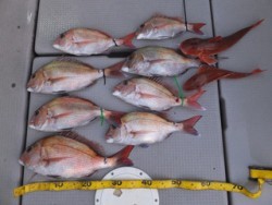 Hit Rush(ヒット ラッシュ） 釣果