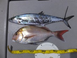 Hit Rush(ヒット ラッシュ） 釣果…