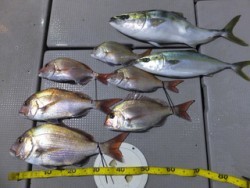 Hit Rush(ヒット ラッシュ） 釣果