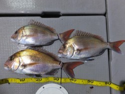 Hit Rush(ヒット ラッシュ） 釣果