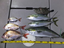 Hit Rush(ヒット ラッシュ） 釣果…