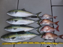 Hit Rush(ヒット ラッシュ） 釣果