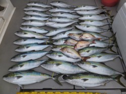 Hit Rush(ヒット ラッシュ） 釣果