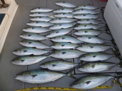 Hit Rush(ヒット ラッシュ） 釣果