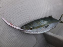 Hit Rush(ヒット ラッシュ） 釣果