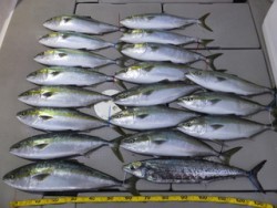 Hit Rush(ヒット ラッシュ） 釣果