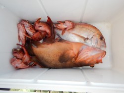 sea boss　シーボス 釣果