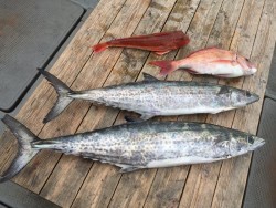 ゲームフィッシング バレントン 釣果