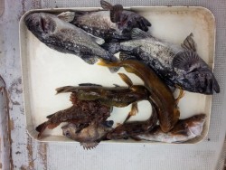 MATSUSHIMA SEANET 釣果