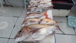 Big One　ビッグワン 釣果