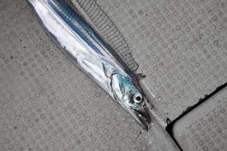 松本釣船２ 釣果