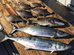 ゲームフィッシング バレントン 釣果