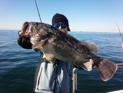 MATSUSHIMA SEANET 釣果