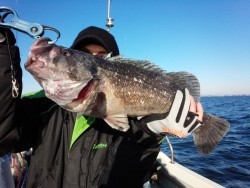 MATSUSHIMA SEANET 釣果