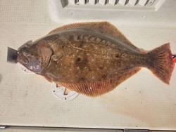 松本釣船２ 釣果