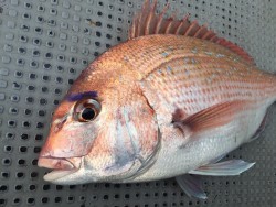 ゲームフィッシング バレントン 釣果