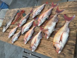 ゲームフィッシング バレントン 釣果