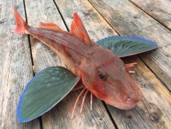 ゲームフィッシング バレントン 釣果