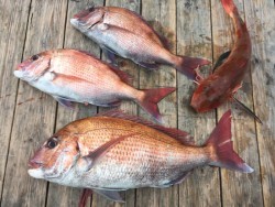 ゲームフィッシング バレントン 釣果