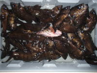 オーシャンマスター 釣果