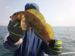 MATSUSHIMA SEANET 釣果