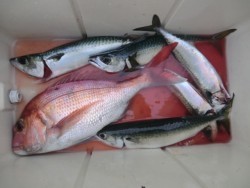 ＢＩＧ－ＯＮＥ 釣果