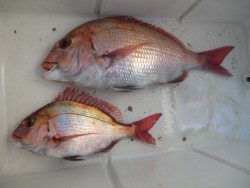 Big One　ビッグワン 釣果