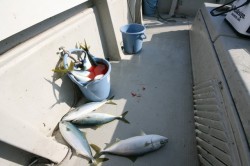 オーシャンズ 釣果