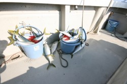 オーシャンズ 釣果