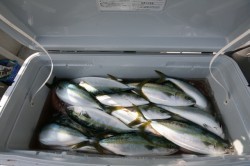 オーシャンズ 釣果