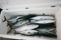 オーシャンズ 釣果