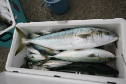 オーシャンズ 釣果