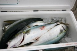 オーシャンズ 釣果