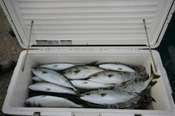 オーシャンズ 釣果