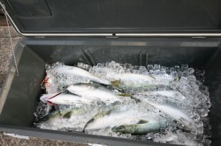 オーシャンズ 釣果