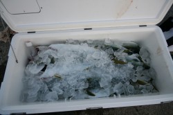 オーシャンズ 釣果