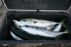 オーシャンズ 釣果