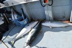 ハピネスⅡ 釣果