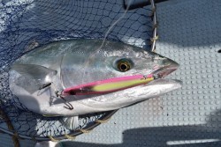 ハピネスⅡ 釣果