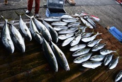 ハピネスⅡ 釣果