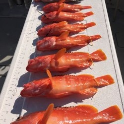 オーシャンキッズ 釣果