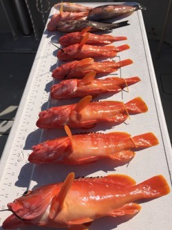 オーシャンキッズ 釣果