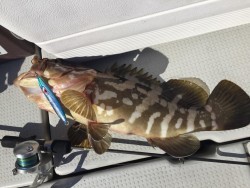 オーシャンキッズ 釣果