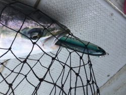 オーシャンキッズ 釣果