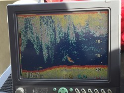 オーシャンキッズ 釣果