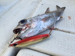 オーシャンキッズ 釣果