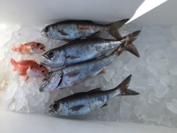 オーシャンキッズ 釣果