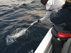 オーシャンキッズ 釣果